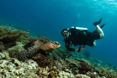 Fun Dives in Boracay for Licensed Scuba Divers | Philippines