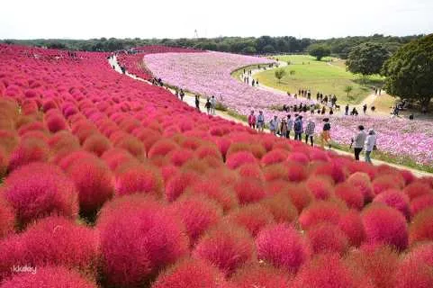 Ibaraki, Japan Day Trip | Hitachi Seaside Park, Kakko, and the Blue Butterfly Field, Oarai Isosaki Shrine, and Fukuroda Falls | Departing from Ginza, Tokyo
