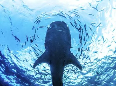 Oslob Whale Shark Snorkeling and Kawasan Falls Canyoneering Day Tour | Cebu, Philippines