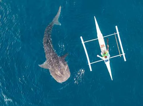 Oslob Whale Shark Snorkeling, Tumalog Falls and Moalboal Pescador Island Hopping Day Tour | Cebu, Philippines